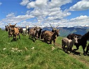 61 Capre orobiche di pascolo in pascolo in lunga fila